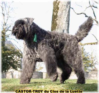 bouvier des flandres du clos de la luette - copyright déposé